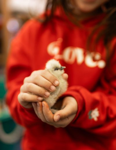 child holding baby chick